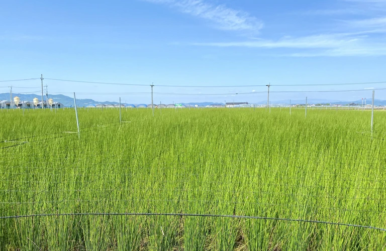 伊勢原市｜畳の張替ならー安くても安心の秘密とは？ ｜神奈川県厚木市の畳屋（有）マルコ住総