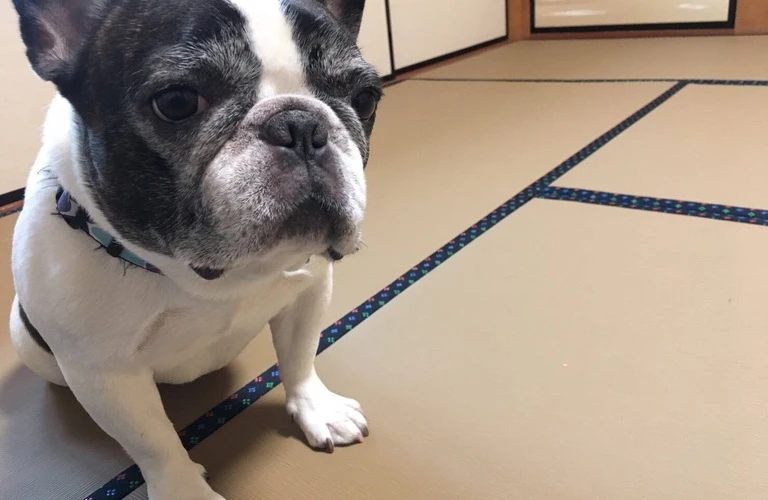 愛しのペットと暮らす家族のためのペット畳で、和の空間を共に楽しもう！